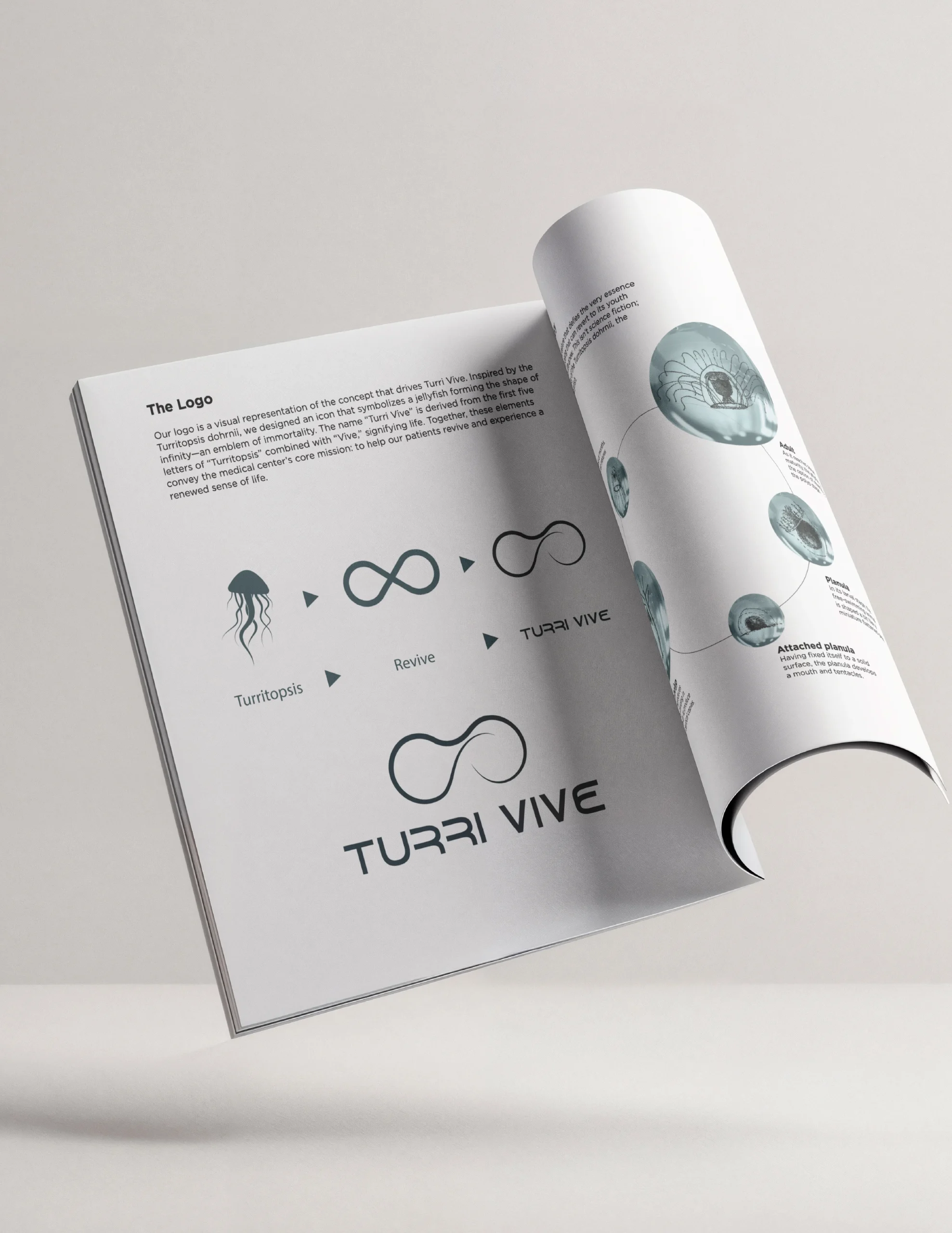 Turri vive creatives-06